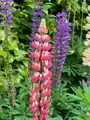 Lupins_PacificNorthwest_Washington_USA