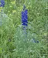 Blue Lupine in Tel Socho of the Elah Valley