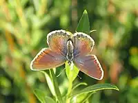 Female, upperside