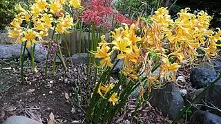 Lycoris aurea (yellow) and Lycoris radiata (red) in Chiba Japan