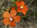 Flaxleaf Pimpernel (Anagallis monelli)