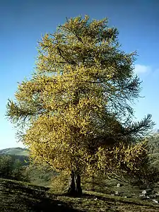 Siberian larch in autumn colour.