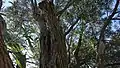 Trunk and bark of mature tree