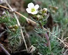 Desert CombleafPolyctenium fremontii