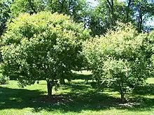 Amur maackia is a small tree.