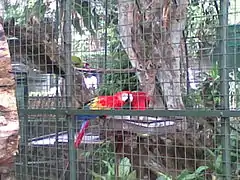 Scarlet macaws (Ara macao) in the mixed species macaw aviary, shared with Green-winged Macaws, Military Macaws and Blue and Gold Macaws.