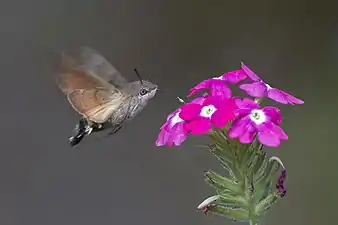 Nectaring on Verbena