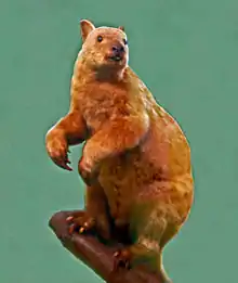 Brown tree-kangaroo