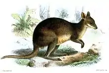 Brown pademelon