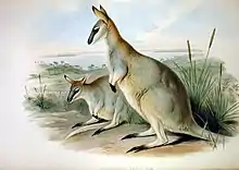 Brown wallabies