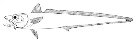 The blue grenadier (hoki), a deep water demersal fish, is subjected to a large sustainable fishing industry in New Zealand.