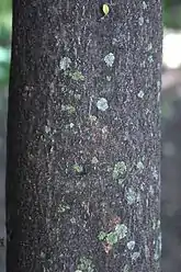 Bark