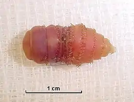 G. intestinalis larva