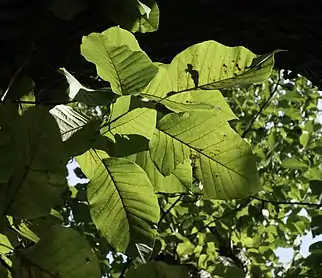 Leaves