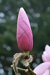 'Diva' Bud