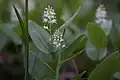 Maianthemum canadense Desfontaines. — Wild Lily-of-the-valley.