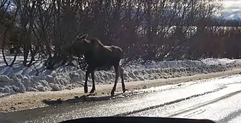 (10–11 months)This yearling was probably recently chased away by its pregnant mother.