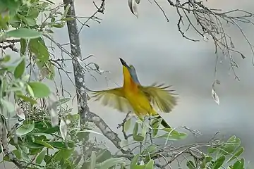 Foraging in a Philenoptera tree, Kruger Park