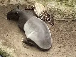 Malayan tapir (with calf)