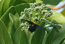 Heliotropium foertherianum