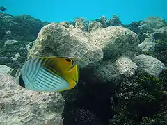 Threadfin butterflyfish (Chaetodon auriga)