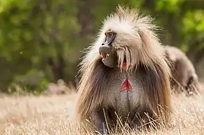 Male gelada in dry season