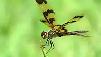 Male showing independent movement of forewings and hindwings