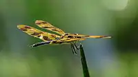 Male holding wings flat