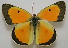 Colias eurytheme, male