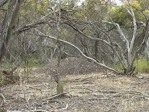 A large pile of bare earth stands amidst pale tree trunks, bleached grass and fallen sticks.