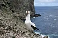 Nazca booby Sula granti