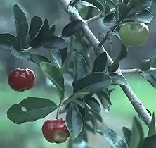 Acerola cherry