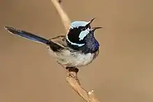 A small long-tailed vivid pale blue and black bird perched among some grasslike vegetation