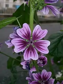 Common mallow (Malva sylvestris)