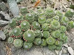 Mammillaria polyedra