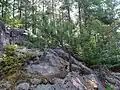 A Red Pine growing near the top of Mammoth Rock.