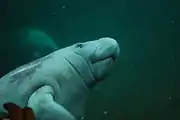 West Indian manatee