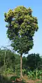 A mango tree in full bloom