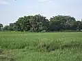 Mango trees in Khadro