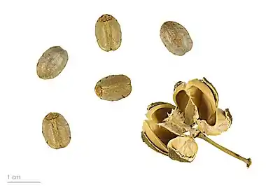 Seeds