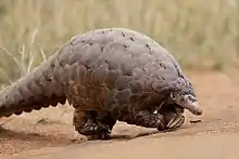 A ground pangolin