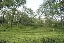 Mann Tea Estate, Dharmsala Tea Company.