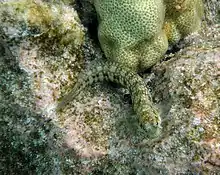 Marbled blenny, Entomacrodus marmoratus in Kona