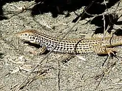 Western whiptail lizard