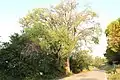 Siberian elm, Pesaro, Italy (2019)