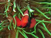 Female from Gilli Lawa Laut, near Komodo Island showing the gold tinged head bar and distinctive cheek spine