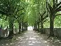 Road leading to the castle