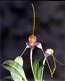 Masdevallia caudata