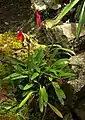 Masdevallia veitchianaplantsPeru - Machu Picchu