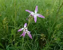 Wild Matthiola in Behbahan, Iran